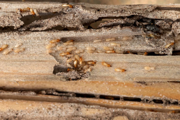 Best Pest Removal Services  in Racend, LA
